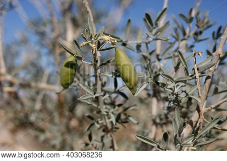 Green Immature Dehiscent Capsule Fruit Of Bladderpod, Peritoma Arborea, Cleomaceae, Native Perennial