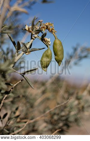 Green Immature Dehiscent Capsule Fruit Of Bladderpod, Peritoma Arborea, Cleomaceae, Native Perennial