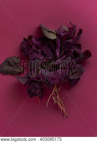 fresh purple orach, top view