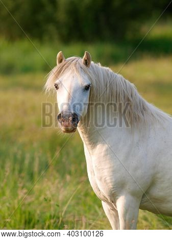 An Overweight Grey Welsh Pony Stands In A Paddock.