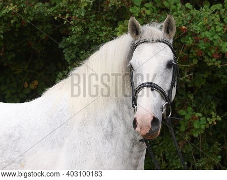 A Head Shot Of A Grey Dappled Pony In A Snaffle Bridle.