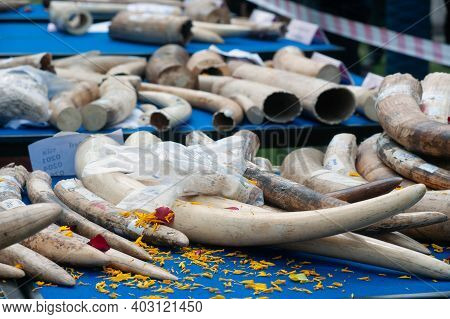 Bangkok ,thailand-august 26 , 2015 : Government Officials An Unknown Man Is Destroying The Seized Iv