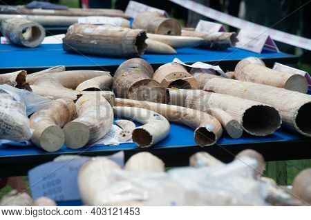 Bangkok ,thailand-august 26 , 2015 : Government Officials An Unknown Man Is Destroying The Seized Iv