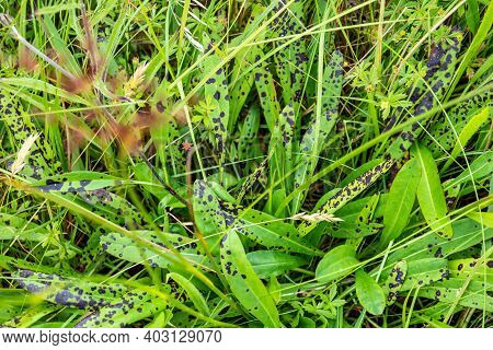 Black Spot Desease On Leaves In County Donegal - Ireland