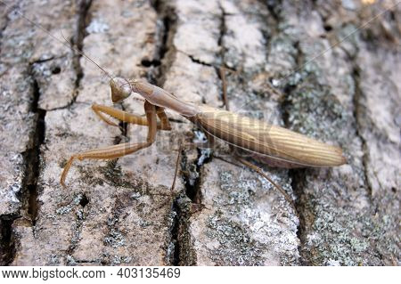 The Locusts Perched On The Bark Of An Old Tree.