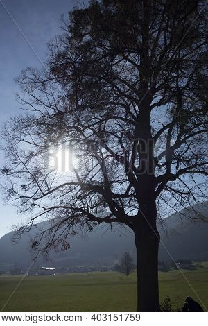 Light As Life Force In Nature