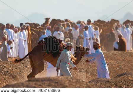 Oman, January 9, 2021. Camel Riders Take Care Of An Injured Camel In The Middle Of A Camel Race. Med