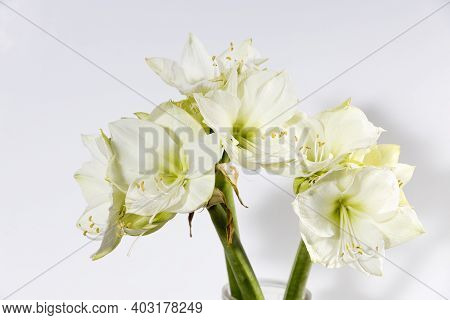 Bouquet Of White Lilies In A Tall Glass Vase On A Beige Table Against A Gray Wall. Copy Space. Fresh