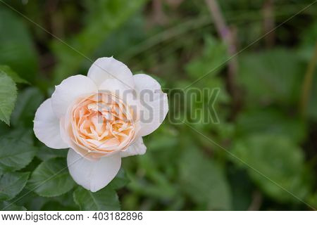 White Rose Flower With Bud.tenderness Of Roses In The Garden.flowering Bush Of A Rose Blooming In Wh