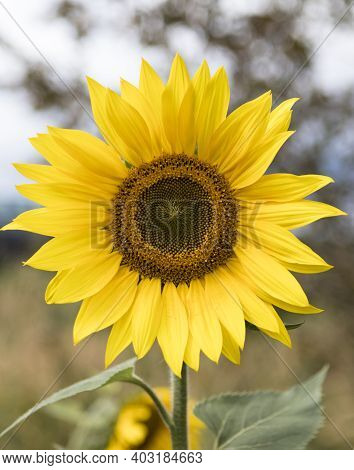 Sunflower Blossom - Healthy Lifestyles, Ecology, Organic Farming, Smallholding, Gardening, Health Co