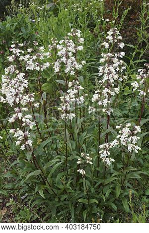 Foxglove Beard-tongue (penstemon Digitalis 'husker Red'). Called Talus Slope Penstemom And White Bea