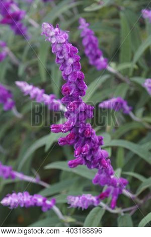 Mexican Bush Sage (salvia Leucantha). Called Velvet Sage Also