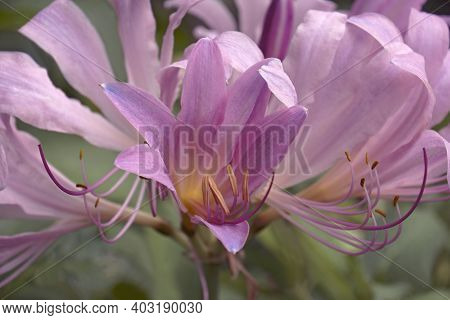 Surprise Lily (lycoris Squamigera). Called Resurrection Lily Also