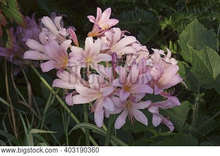 Surprise Lily (lycoris Squamigera). Called Resurrection Lily Also