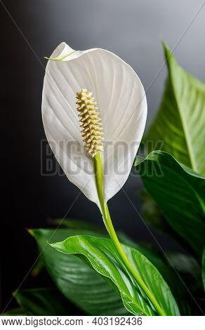 Wingleaf, Squambler, Spathiphyllum, White Flower In Full Bloom, On A Dark Background