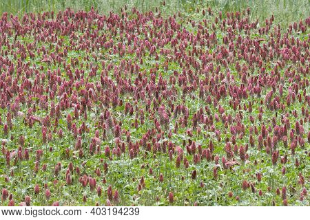 Crimson Clover (trifolium Incarnatum). Called Italian Clover Also