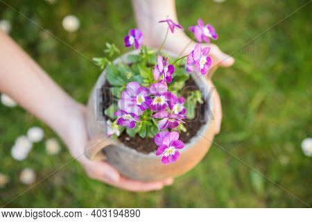 Beautiful Purple Pansies In The Pot. Spring Time.