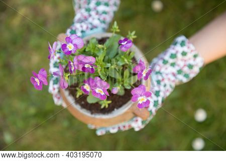 Beautiful Purple Pansies In The Pot. Spring Time.