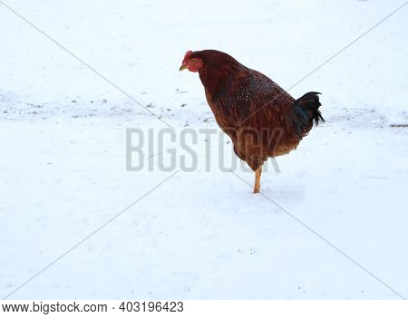 A Hen Standing On One Leg In The Snow, In The Village, Low Temperature, Looking Ahead