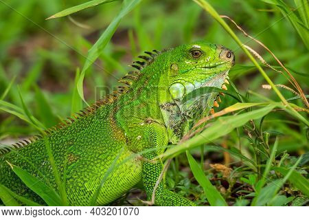 Green Iguana In Fort De France, Martinique. Also Known As The American Iguana Is A Lizard Reptile In