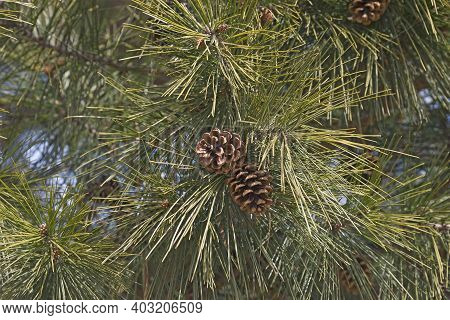 Shortleaf Pine (pinus Echinata). Called Shortleaf Yellow Pine, Southern Yellow Pine, Yellow Pine, Sh