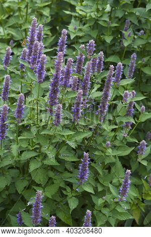 Anise Hyssop (agastache Foeniculum). Called Blue Giant Hyssop, Fragrant Giant Hyssop And Lavender Gi