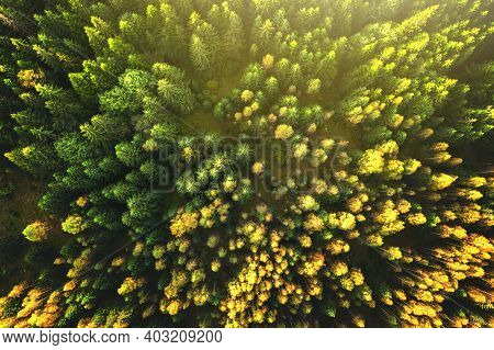 Top Down Aerial View Of Bright Green Spruce And Yellow Autumn Trees In Fall Forest.
