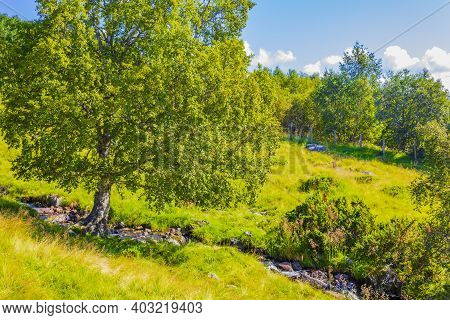 Mountain And Forest Landscape Panorama At Sunny Day Vang Norway.
