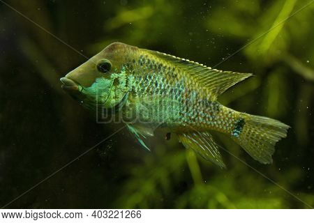 The Redhump Eartheater (geophagus Steindachneri) In Aquarium.