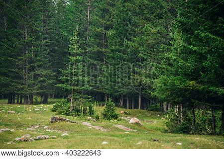 Atmospheric Forest Scenery With Meadow With Stones Among Firs In Mountains. Scenic Landscape With Gl