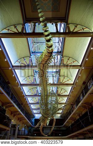 Perth, Australia - December 7, 2020: Skeleton Of A Blue Whale At The Western Australian Boola Bardip