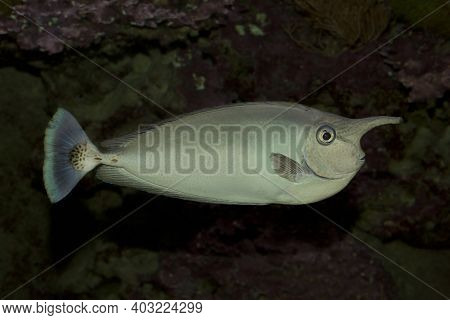 The Unicornfish (naso Brevirostris) Swim In Aquarium.