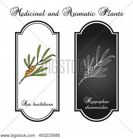 Sea-buckthorn Hippophae Rhamnoides , Edible And Medicinal Plant. Hand Drawn Botanical Vector Illustr