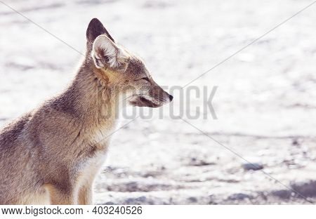 South American gray fox (Lycalopex griseus), Patagonian fox, in Patagonia mountains