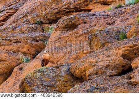 Barrow Eagle Or Long-legged Buzzard Or Buteo Rufinus