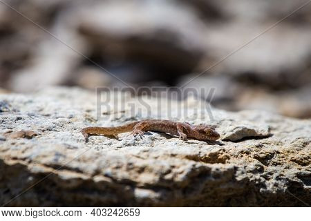 Even-fingered Gecko Genus Alcophyllex Or Squeaky Gecko In Wild Nature