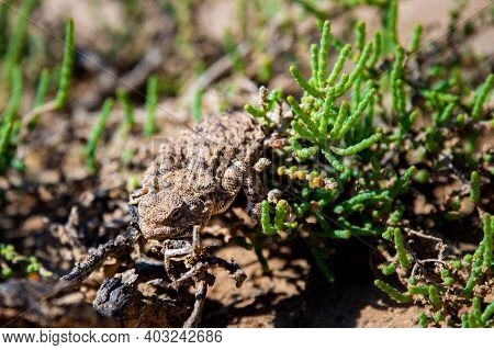 Phrynocephalus Helioscopus Agama Close Portrait Of In Nature