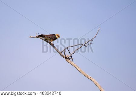 Female Red-footed Falcon Or Falco Vespertinus
