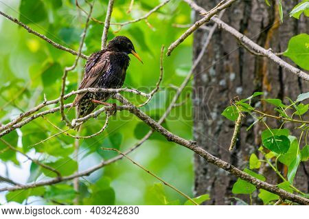 European Starling On The Branch