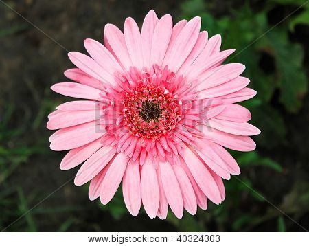 Pink gerbera blomster