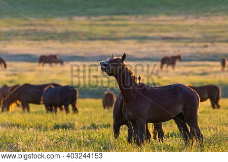 Wild Horses Grazing In A Field At Sunrise