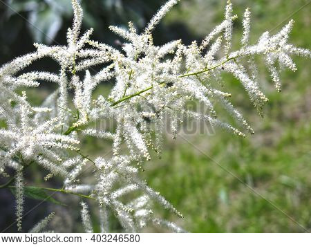 Volzhanka Dioecious (aruncus Dioicus) - An Unusual And Very Decorative Perennial Plant Blooms In Sum