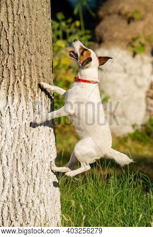 Jack Russell Terrier. The Dog Jumps, Tries To Climb A Tree, Catch Up With The Cat