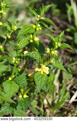 Galeobdolon Luteum Plant Blooms In Spring Day