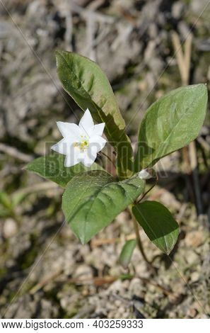 Trientalis Europaea Flower Blooms In The Forest