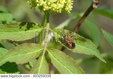 Bug-soldier (lat. Pyrrhocoris Apterus) On A Green Leaf