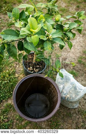 Lemon Tree Will Be Repot In A Bigger Brown Plant Pot, A Sack Of Draining Gravel Or Grit