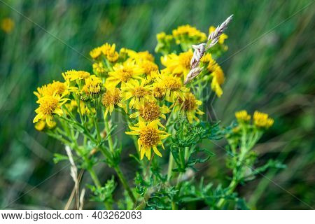 Sticky Groundsel, Senecio Viscosus, Growing On Meadow In County Donegal - Ireland