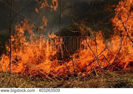 Coastal Zone Of Marsh Creek, Strong Smoke From Fire Of Liana Overgrowth. Spring Fires Of Dry Reeds D