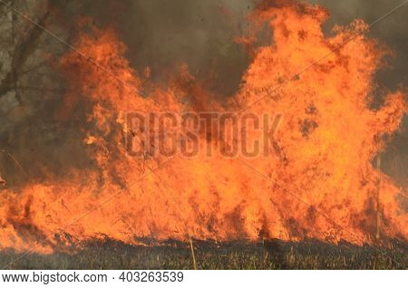 Coastal Zone Of Marsh Creek, Strong Smoke From Fire Of Liana Overgrowth. Spring Fires Of Dry Reeds D